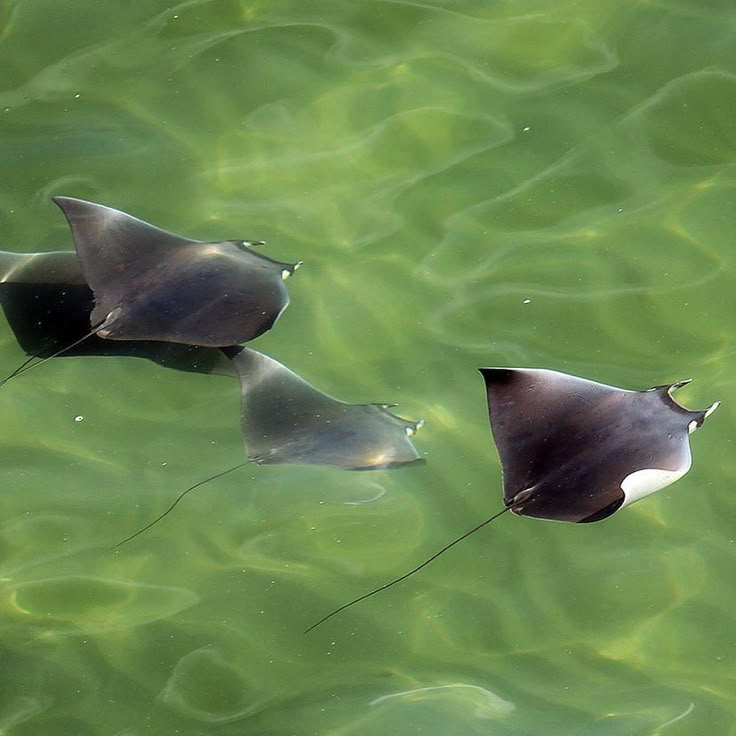 The Water Museum tweet media