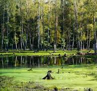 ConsulBelarus's tweet image. Trudno pogodzić ekologiczne przywództwo UE z planami ogrodzenia #PuszczyBiałowieskiej - obiektu UNESCO i rezerwatu rzadkich gatunków. Teraz uwaga skupia się na @UNESCO  i @IUCN aby zapewnić, że dziedzictwo przyrodnicze nie odbędzie się kosztem polityki #nobarriers