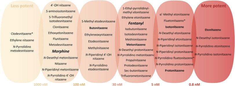 Christophe Stove (@christophestove) on Twitter photo #Butonitazepyne 👇.
No activity data available (yet).
Educated 'balllpark' guess: slightly less active at MOR than butonitazene.
(Figure from the 'navigating nitazenes' review by <a href="/Marthevdp/">Marthe Vandeputte</a> - sciencedirect.com/science/articl…) #Butonitazepyne 👇.
No activity data available (yet).
Educated 'balllpark' guess: slightly less active at MOR than butonitazene.
(Figure from the 'navigating nitazenes' review by <a href="/Marthevdp/">Marthe Vandeputte</a> - sciencedirect.com/science/articl…)