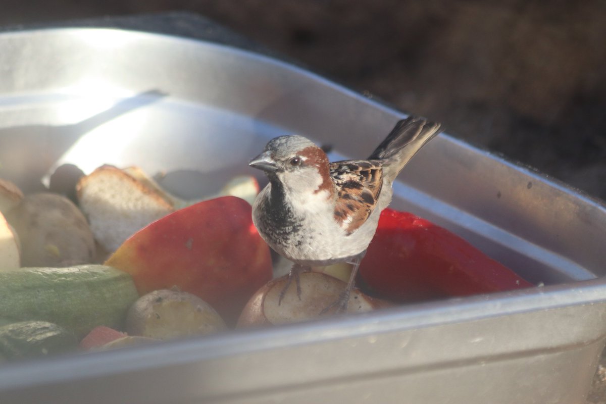Я: еду в другую страну, захожу в самый большой зоосад страны, вокруг море невиданных зверей, под боком бегают олени, в десятках метрах от тебя бегают огромные волки
Туристы: в восторге фоткают всех зверей 
Также я:
- О, воробей в кормушке. Не двигайся.