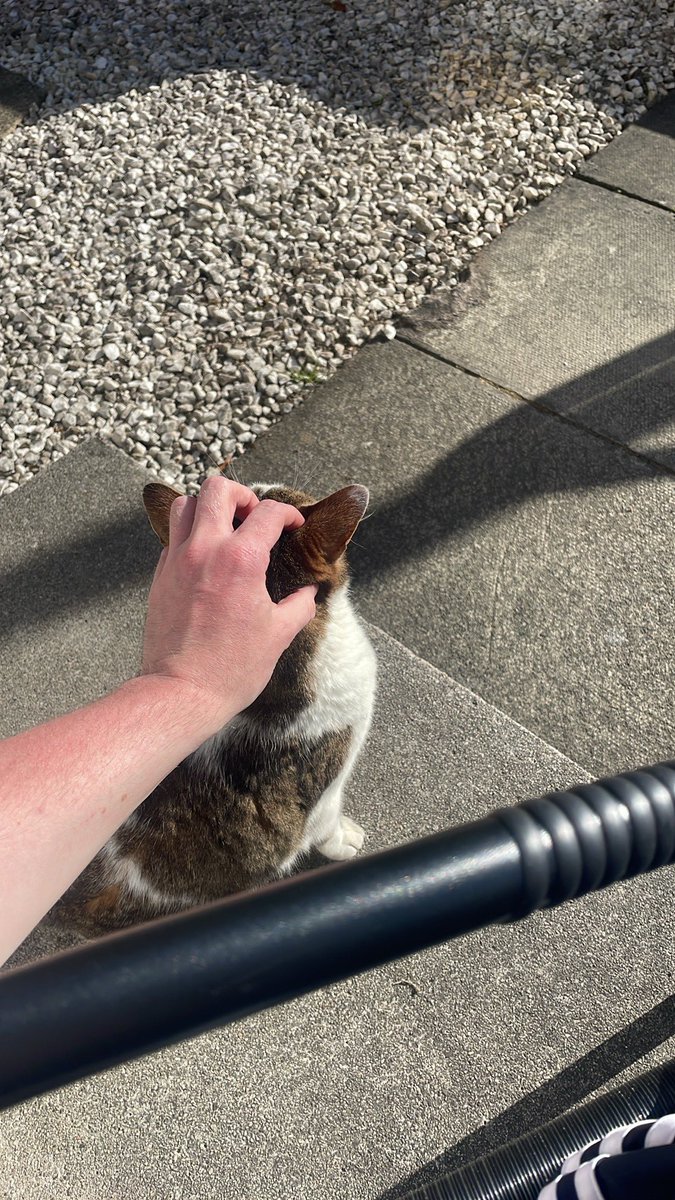 Ruzzak2's tweet image. Been chosen by the neighbours cat