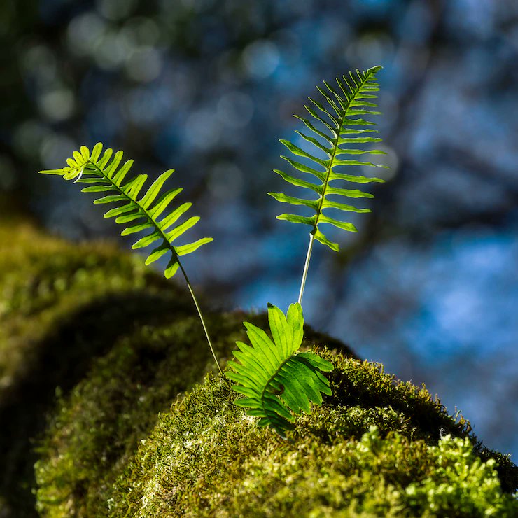 senecoattitude's tweet photo. L'agriculture de demain se construit avec la nature, pas CONTRE elle ! Protéger la biodiversité = des sols vivants, des cultures résilientes et une production durable. Chaque papillon, ver de terre et abeille COMPTE pour notre avenir alimentaire 🦋🌾 #Biodiversité #agridurable https://t.co/ID5YUvO1fB