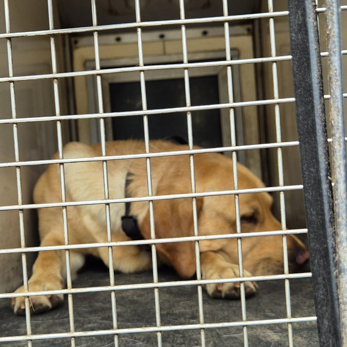 One very tired labrador 💤 at the end of his first week of #explodog training.