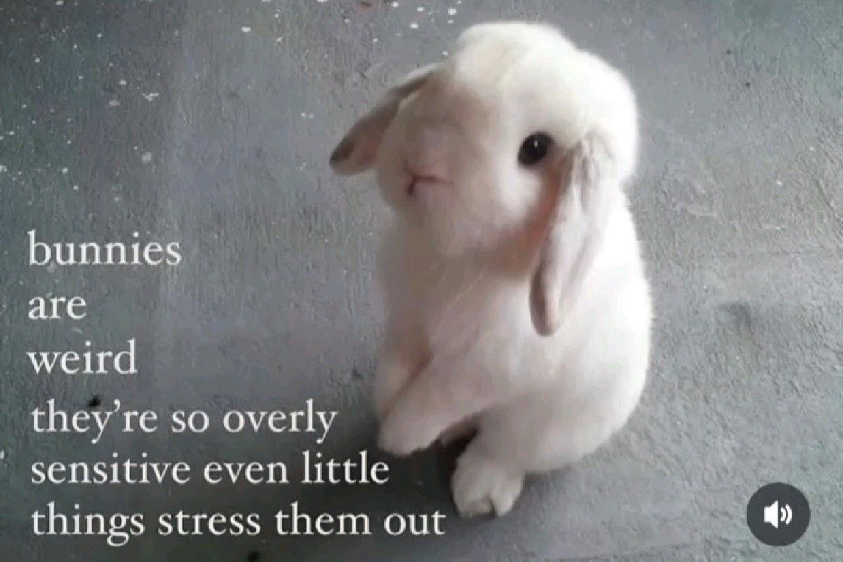 Bunnies (@bunnies) on Twitter photo 