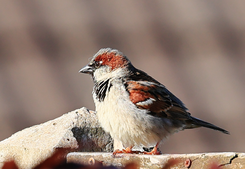 Cock Sparrow .