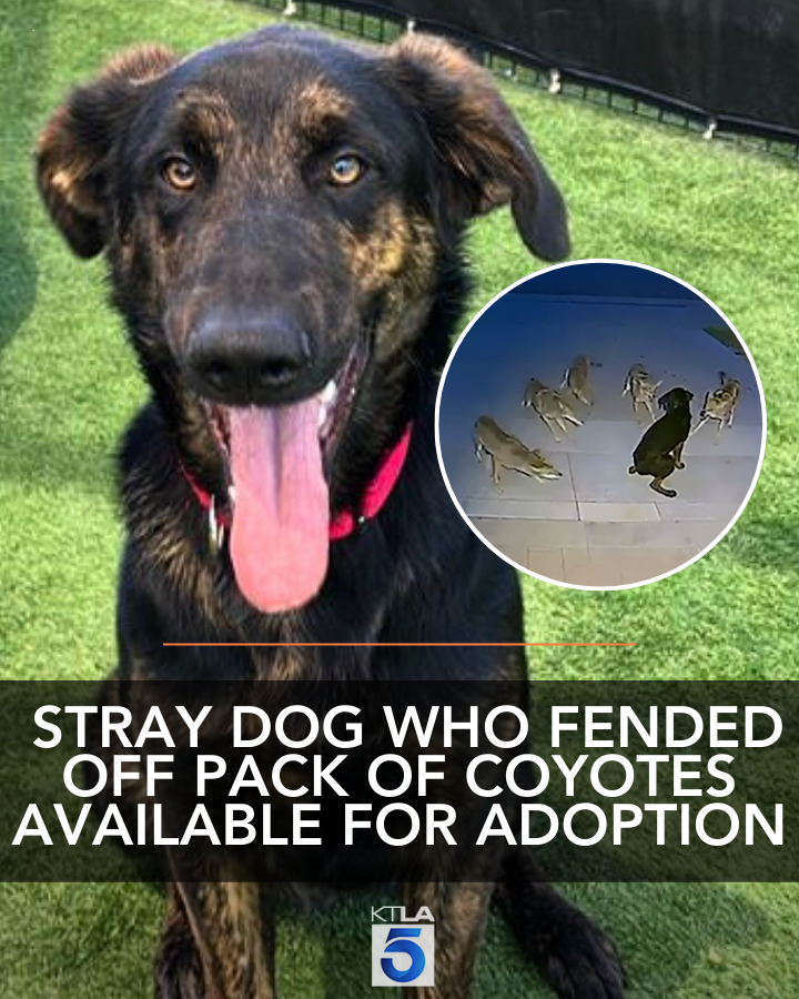 KTLA tweet media