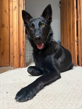 millypod1's tweet photo. 🆘20 MAY 2025 #Lost GRIS #ScanMe 
Black German Shepherd Cross Male
#ShipstonOnStour #Warwickshire #CV36 
Last sighting #Tredington 
VERY NERVOUS  DOG - PLEASE DO NOT CHASE - CALL OWNER WITH SIGHTINGS AND DIRECTION OF TRAVEL
https://t.co/mhlbSIHEl2 https://t.co/WSPqNYT0fA