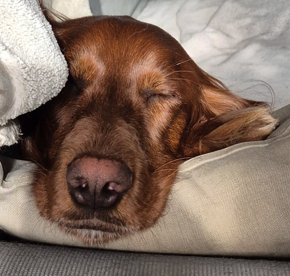 Pssst...bitte leise sein....der Schreibhund schläft!

✍️🐶