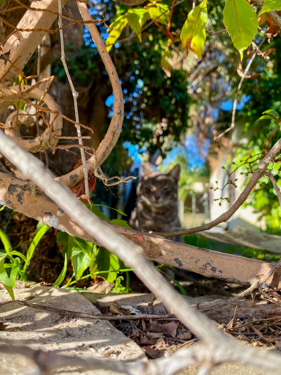 thedividingline's tweet image. #Blurry. 

#Tijuana #UrbanPhotography #StreetPhotography #ISeeYou #Cat #Meow #PussyCat #Kitty #Pet #Love #Sunshine #Adorable #Cute #KittyCat.