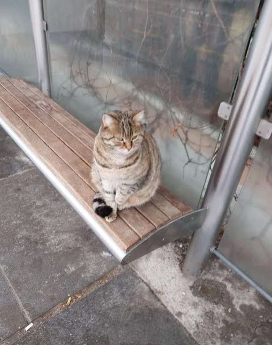 Elazığ’da görüntülenen bir kedi, sahibini sabah işe uğurladıktan sonra akşama kadar durakta onu bekliyormuş.