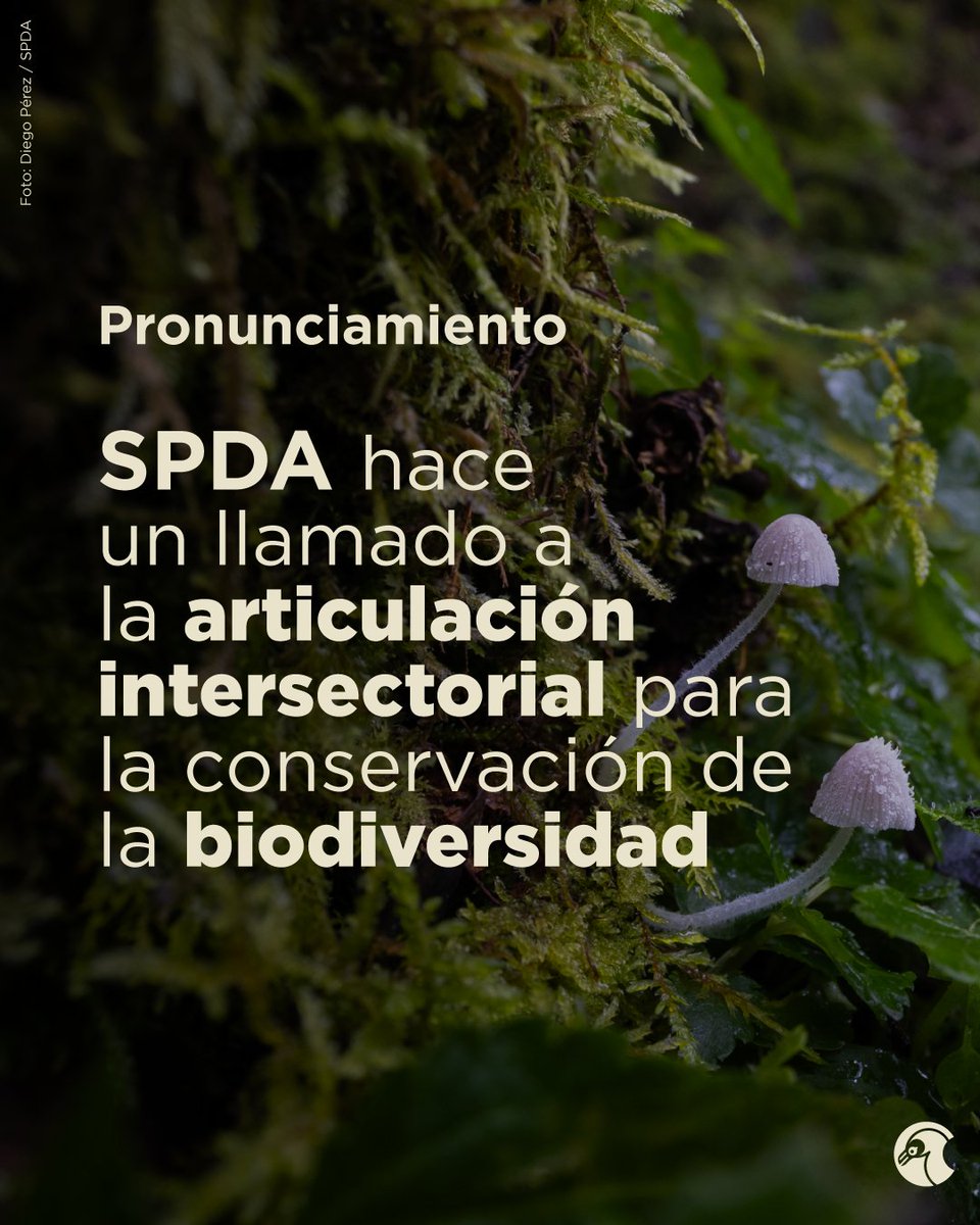 📢 #Pronunciamiento | Desde la SPDA hacemos un llamado urgente a la articulación intersectorial para fortalecer la conservación de la biodiversidad.  

🔗 Lee el comunicado:bit.ly/3Fkm6el
