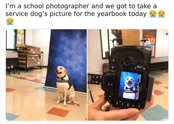 out of context dogs (@contextdogs) on Twitter photo 