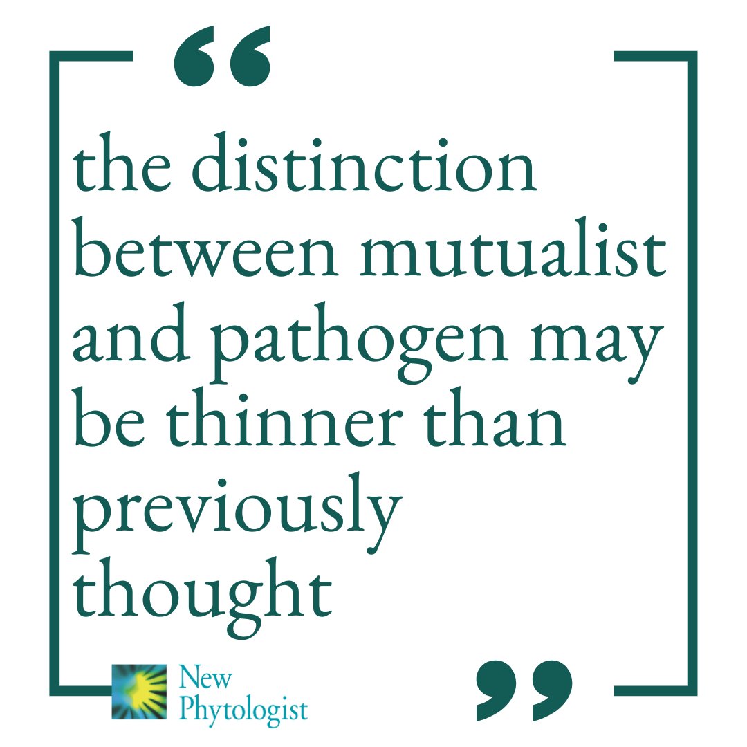 New Phytologist (@newphyt) on Twitter photo #Viewpoint: Exploited mutualism: the reciprocal effects of #plant #parasitic nematodes on the mechanisms underpinning plant–mutualist #interactions
Krzysztof Wieczorek & <a href="/Chris_Bell6/">Chris Bell</a>
👇
📖 nph.onlinelibrary.wiley.com/doi/10.1111/np…
#LatestIssue <a href="/wileyplantsci/">Wiley Plant Science</a> #Viewpoint: Exploited mutualism: the reciprocal effects of #plant #parasitic nematodes on the mechanisms underpinning plant–mutualist #interactions
Krzysztof Wieczorek & <a href="/Chris_Bell6/">Chris Bell</a>
👇
📖 nph.onlinelibrary.wiley.com/doi/10.1111/np…
#LatestIssue <a href="/wileyplantsci/">Wiley Plant Science</a>