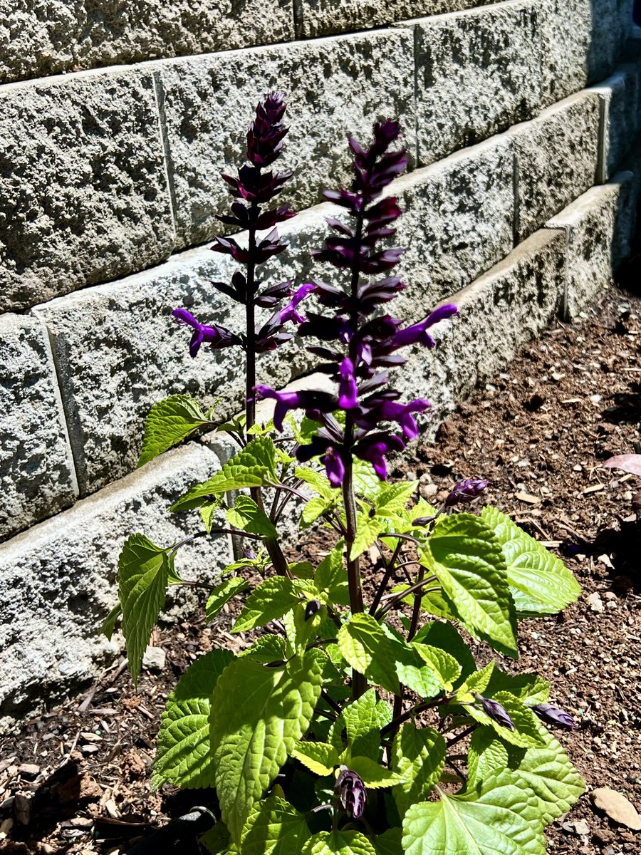 NancyPettit's tweet image. Rockin’ Deep Purple Salvia Hybrid (annual) in the garden today. The slugs apparently like this, I’ll bring a dish of beer to distract them…#inthegarden #whereilive #ilikeflowers