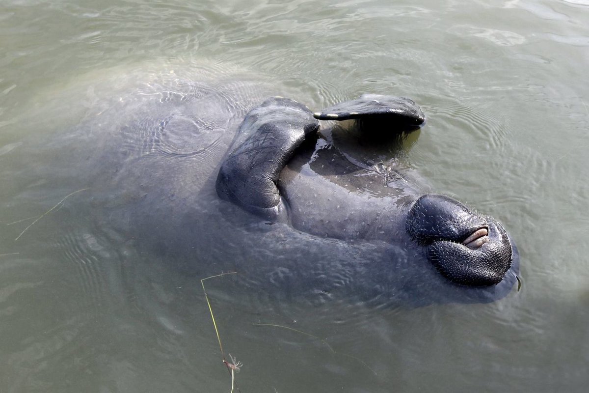 Spotlight on the gentle West Indian manatee! 🐋 These slow-moving "sea cows" face threats like boat strikes. Have you seen one? Share your story! #EvergladesNationalPark #Everglades #FloridaWildlife #WildlifeAwarenessMonth