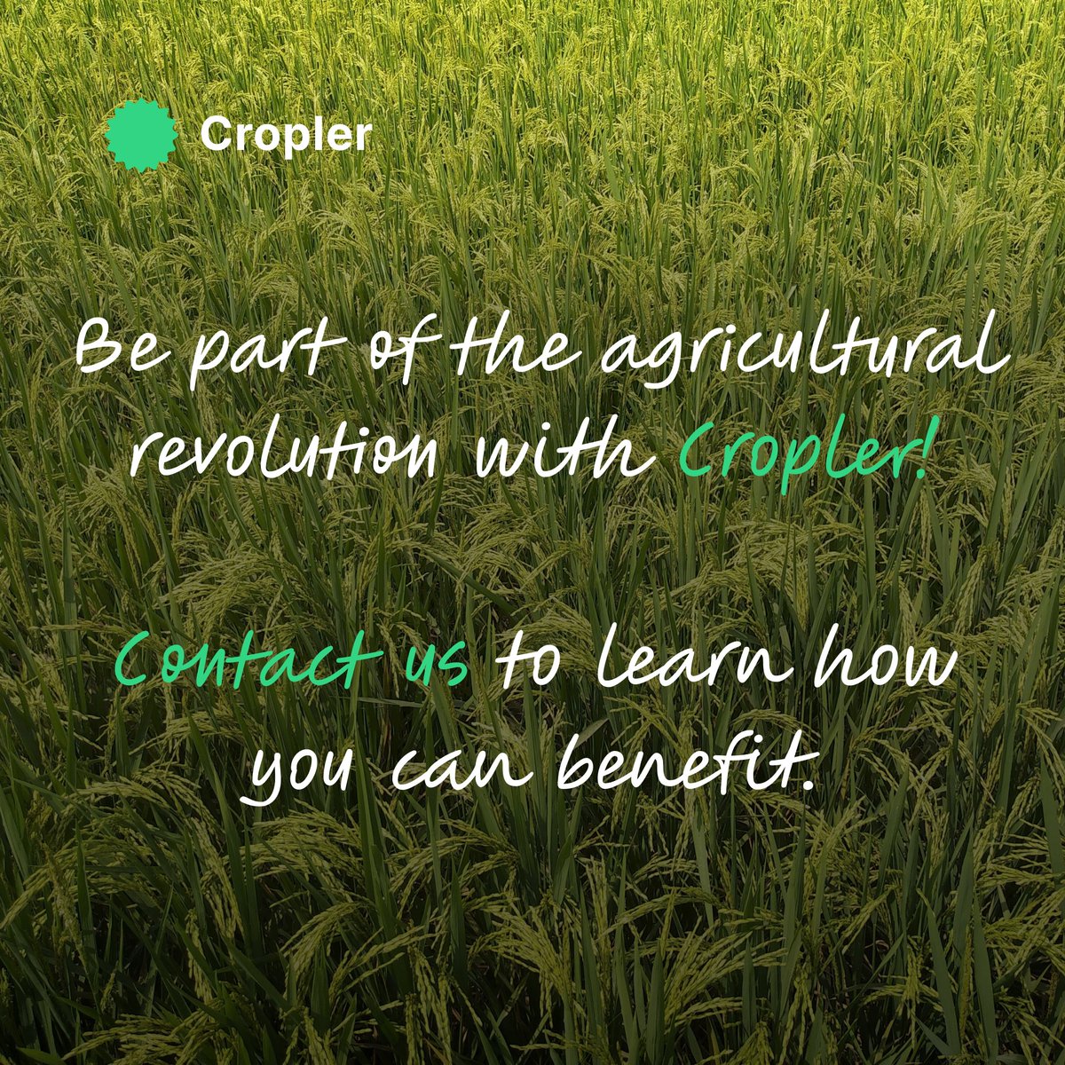 30% less chemicals. 500 healthy fields. 1 system. Data doesn’t lie. 📊
Learn how Cropler helped agribusinesses save over €8M with smart tech! 💰

#AgTech #ROI #Cropler