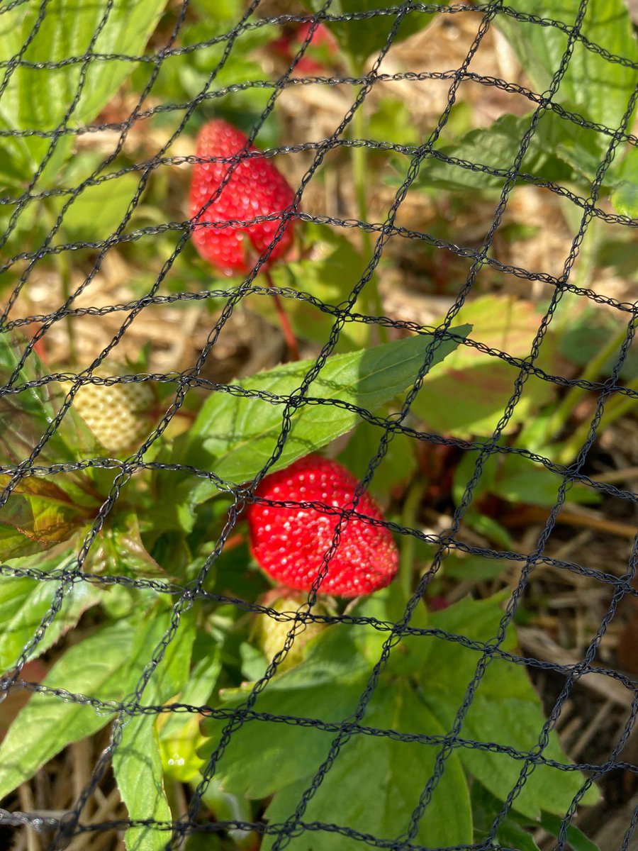 Rooted In (@rootedinbd) on Twitter photo Today at gardening, we tasted some of the radishes which no one liked them except Cath! We watered the plants, did some weeding, and tidied up to get everything ready for Lynn’s return. We also planted corn 🌽 , checked on the grapes 🍇 <a href="/TNLComFund/">The National Lottery Community Fund</a> <a href="/stmatthewsbrad/">St Matthew's Allerton</a> Today at gardening, we tasted some of the radishes which no one liked them except Cath! We watered the plants, did some weeding, and tidied up to get everything ready for Lynn’s return. We also planted corn 🌽 , checked on the grapes 🍇 <a href="/TNLComFund/">The National Lottery Community Fund</a> <a href="/stmatthewsbrad/">St Matthew's Allerton</a>
