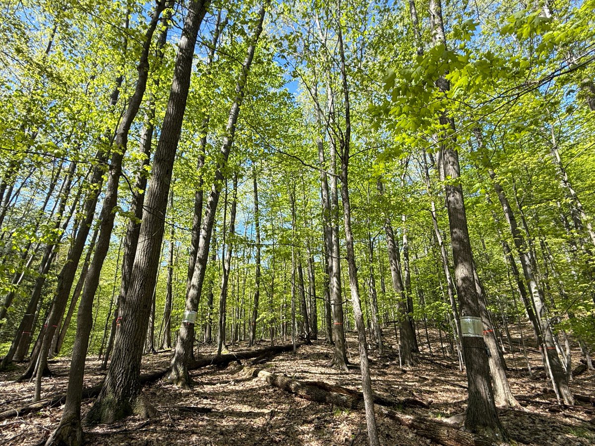 Karan Chahal, PhD 🍄🌳🔬🧫🧬🧪🐞 (@karan_plantpath) on Twitter photo Feels great to be back in the woods, a place that was part of my PhD journey <a href="/Tmiles_MSU/">Timothy Miles</a> . Today helping Ethan, a grad student with <a href="/MartinChilvers1/">Martin Chilvers</a>, as we work on oak wilt. Showing him how to spot fungal mats and tagging more oaks for our summer experiments. #forestpathology Feels great to be back in the woods, a place that was part of my PhD journey <a href="/Tmiles_MSU/">Timothy Miles</a> . Today helping Ethan, a grad student with <a href="/MartinChilvers1/">Martin Chilvers</a>, as we work on oak wilt. Showing him how to spot fungal mats and tagging more oaks for our summer experiments. #forestpathology