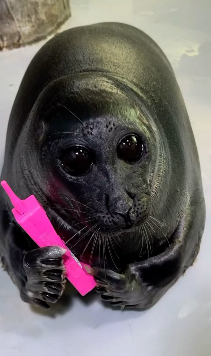 gobwormshop's tweet image. shout out seals