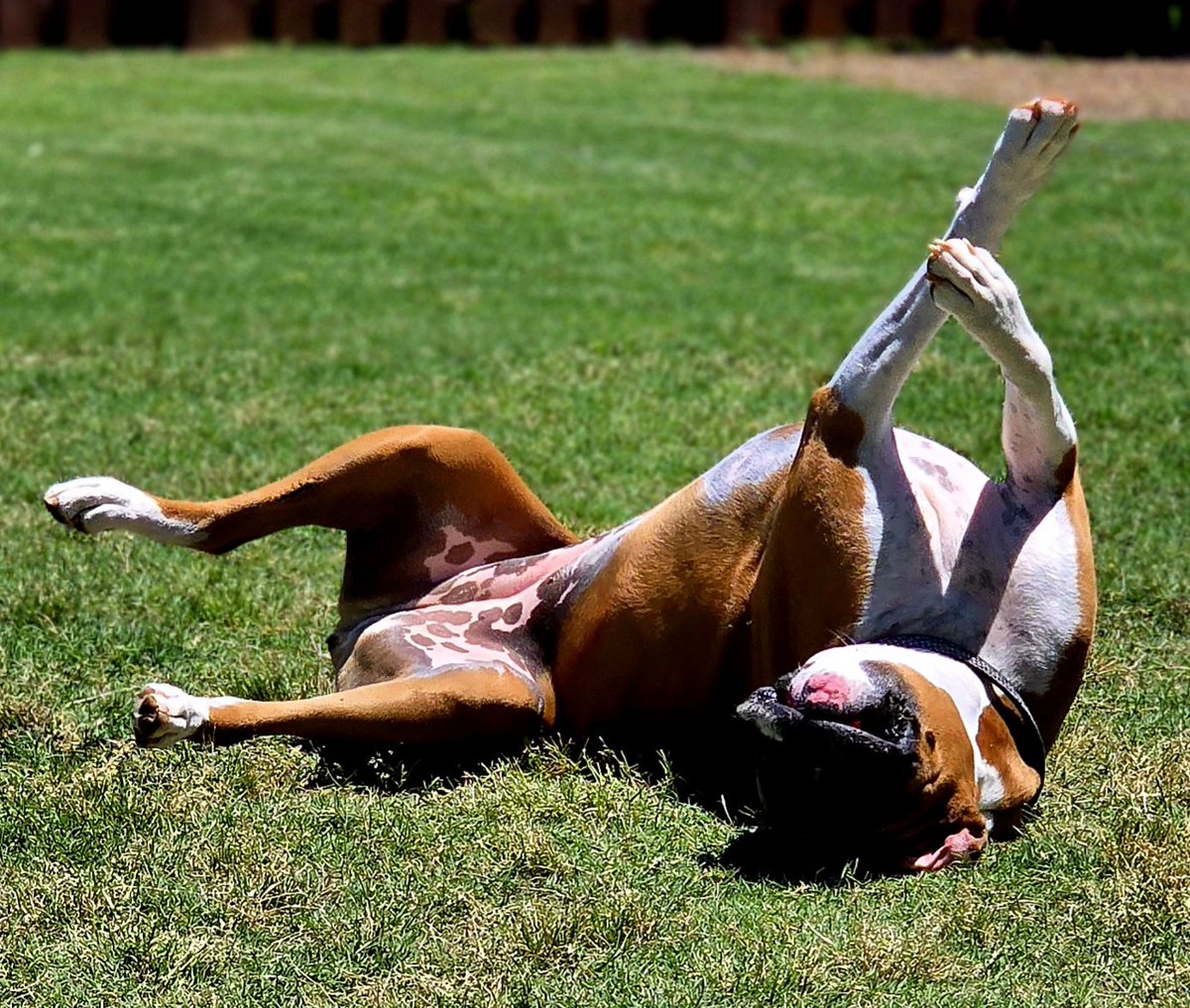Have a Day Lolo!!! #Boxer #Dog