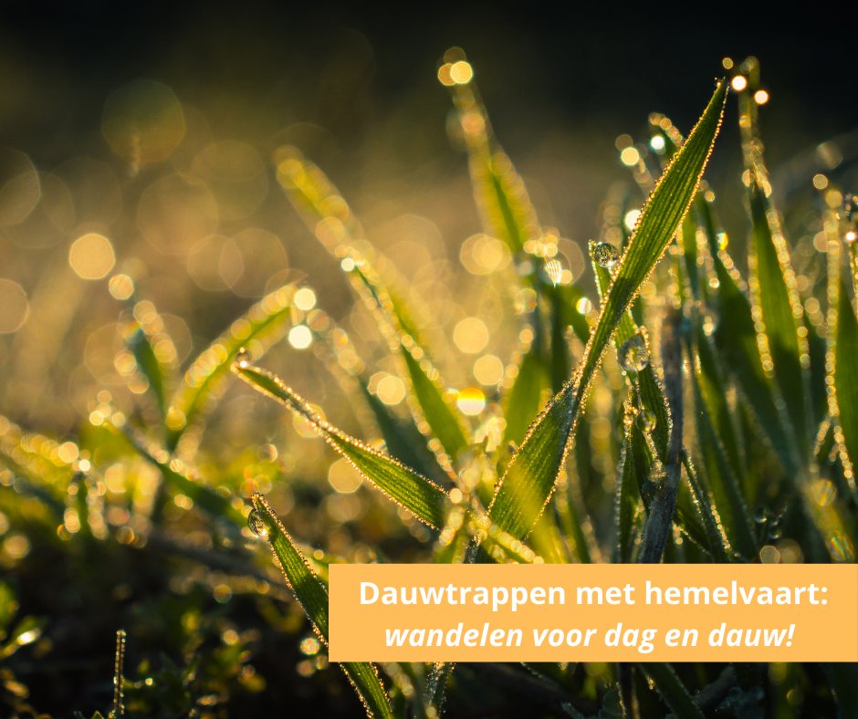 Dauwtrappen op Hemelvaartsdag? 🌅🥾

Voor dag en dauw de natuur in met de boswachter:
🌞 Zonsopkomst
🎶 Vogelzang
🌫️ Ochtendnevel
👣 Misschien zelfs op blote voeten!

Info &amp; locaties 👉 staatsbosbeheer.nl/dauwtrappen