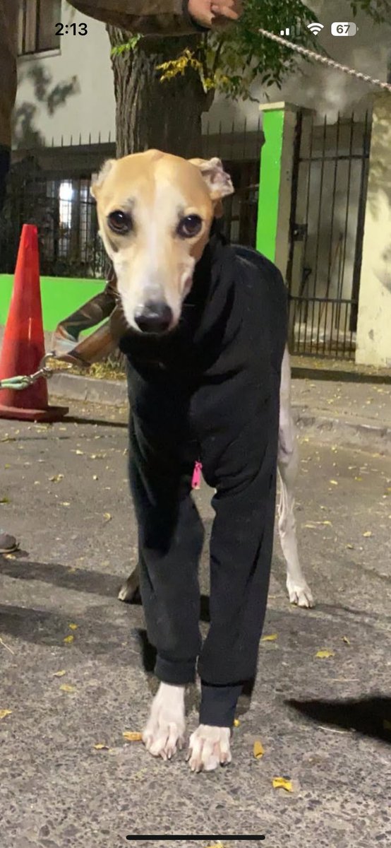 Gallardo tweet media