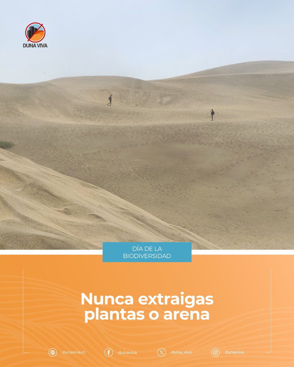 duna_viva's tweet photo. 🦋 Frágiles interconexiones: Un ecosistema donde cada especie cumple un rol vital.

⚠️ Pero este equilibrio está en peligro:

El constante inmobiliario fragmenta hábitats, así como la basura y contaminación que alteran los ciclos naturales. https://t.co/VHyvAMVk2Z