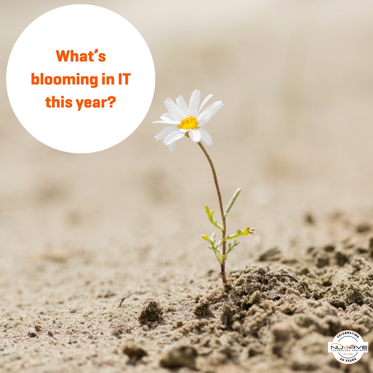NuWavePartners's tweet photo. What’s blooming in IT this year? 🌼 
AI. Cyber resilience. Hybrid flexibility.

Our forecast is full of forward-thinking tools that empower your business.
#FutureTech #SpringIntoInnovation #NuWave20 https://t.co/I2pqrJrIAl