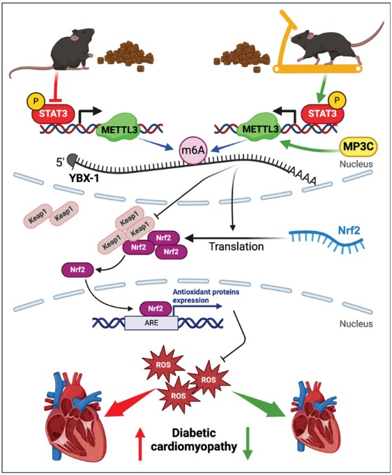 Circulation (@circaha) on Twitter photo METTL3, an m6A methyltransferase for mRNA modification, mediates the exercise benefits in diabetic cardiomyopathy via a direct downstream effector, YBX1. <a href="/lihaobo/">Haobo LI, Ph.D.</a> ahajournals.org/doi/full/10.11… METTL3, an m6A methyltransferase for mRNA modification, mediates the exercise benefits in diabetic cardiomyopathy via a direct downstream effector, YBX1. <a href="/lihaobo/">Haobo LI, Ph.D.</a> ahajournals.org/doi/full/10.11…