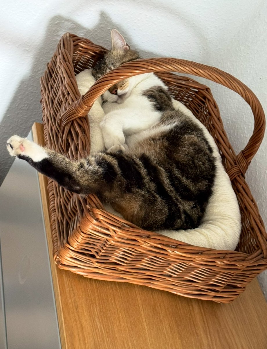 „Ich geb Euch jetzt mal einen Tip, möchte dabei aber anonym bleiben: Wenn Ihr zu viele Katzenmilch-Cocktails hattet, beim schlafen immer ein Bein zum Bremsen raushalten.“  🍹🍸😽