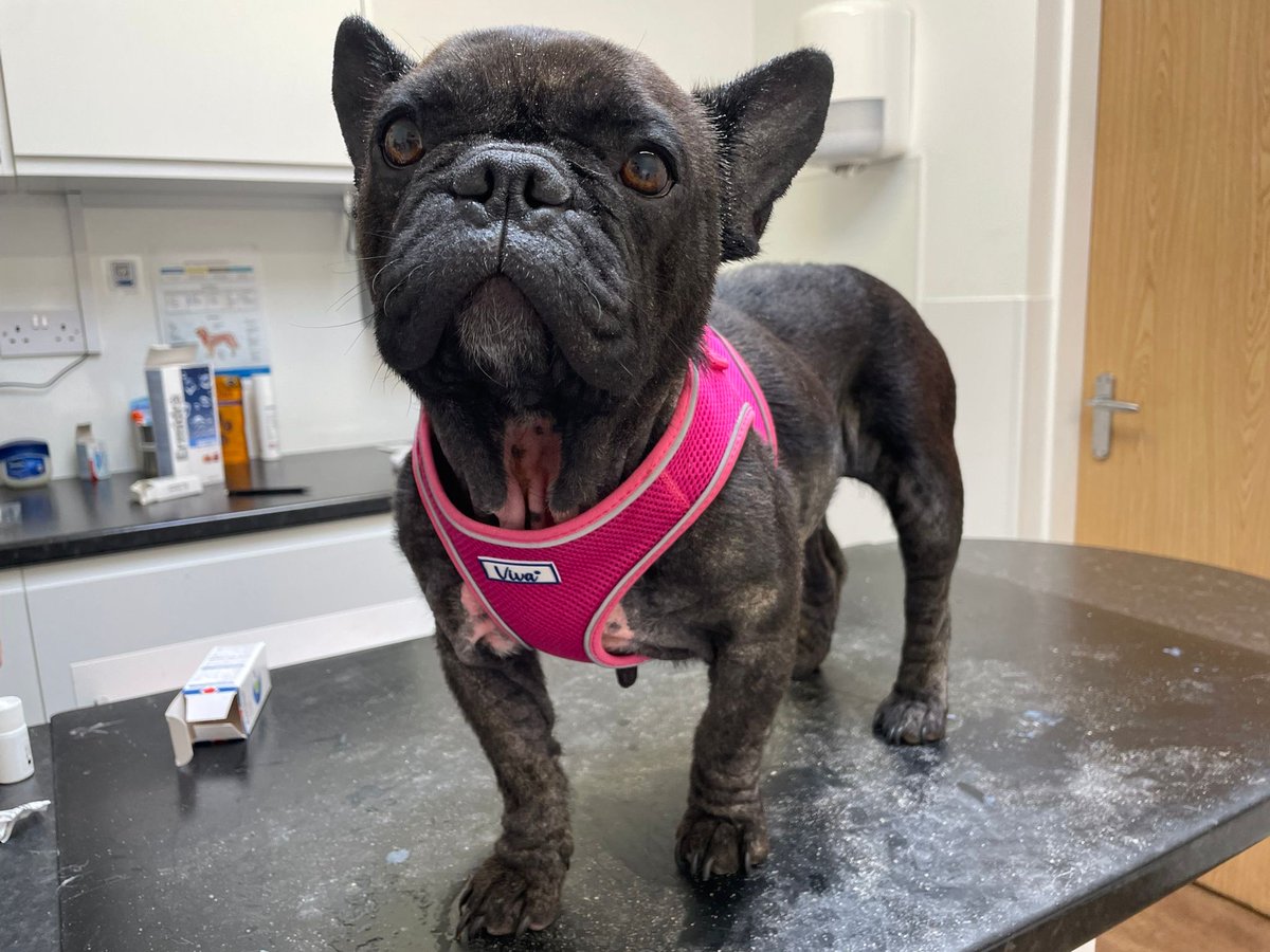 French Bull dogs are now one of the most common dogs coming into rescue. Meet little Millie who came in abandoned after being used for breeding and as you can see, is in need of major skin treatment &amp; some TLC . #AdoptAFrenchie 🐾