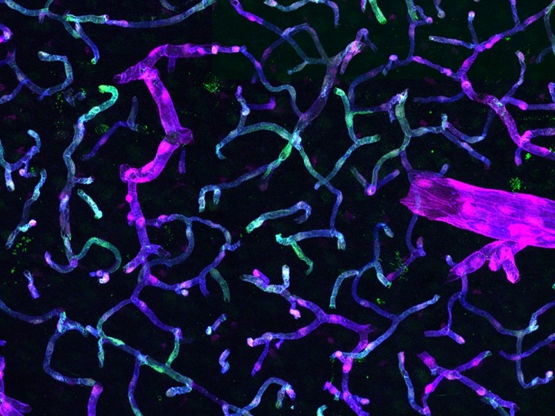 UC Irvine School of Medicine (@ucimedschool) on Twitter photo #UCIMedSchool researchers from <a href="/UCI_NeurCircuit/">UCI Center for Neural Circuit Mapping</a> are contributing to a new toolkit for battling brain disorders. Learn more about how they contributed to the Armamentarium for Precision Brain Cell Access. lnkd.in/eUfkUeaF #UCIMedSchool researchers from <a href="/UCI_NeurCircuit/">UCI Center for Neural Circuit Mapping</a> are contributing to a new toolkit for battling brain disorders. Learn more about how they contributed to the Armamentarium for Precision Brain Cell Access. lnkd.in/eUfkUeaF