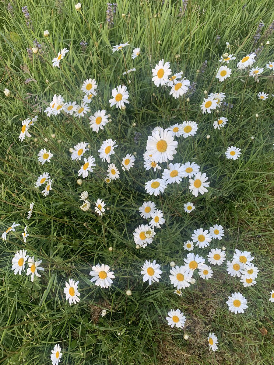 Another day, another 5k
at 5am run club before work, 3 days on the bounce running at this time of the day, the sun was shining, nice and hilly route, love getting it done ✔️ #happystride #visorclub #ukrunchat