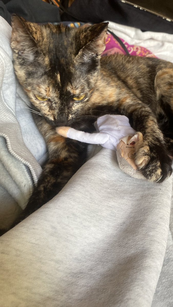 bugdread's tweet photo. the new kitten has developed a deep hatred for a finger puppet of chomsky that my mum gave me. she undresses him and bites his head for hours every day https://t.co/khNqCj6o1m