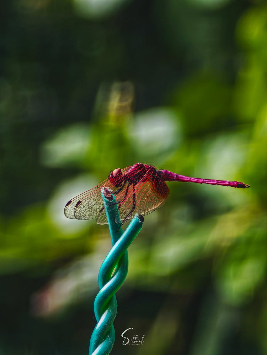 S M A Sithick (@smasithick) on Twitter photo Captured a stunning red dragonfly resting on the tip of a fence wire. Its transparent wings gracefully cloaking its vibrant body.
Shot on the Xiaomi 15 Ultra, powered by <a href="/Snapdragon/">Snapdragon</a> and <a href="/leica_camera/">Leica Camera AG</a> optics.
No add-ons. Just nature’s perfection and a macro perspective. Captured a stunning red dragonfly resting on the tip of a fence wire. Its transparent wings gracefully cloaking its vibrant body.
Shot on the Xiaomi 15 Ultra, powered by <a href="/Snapdragon/">Snapdragon</a> and <a href="/leica_camera/">Leica Camera AG</a> optics.
No add-ons. Just nature’s perfection and a macro perspective.