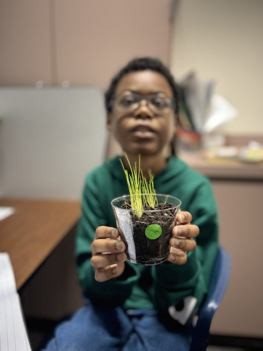 Dev Hammel, MSEd (@devhammel) on Twitter photo CASE Ss are very excited that their grass seeds are growing! โค๏ธ seeing plant and student growth! <a href="/TES_Spring/">Thompson Elementary</a> <a href="/DayTyme5/">Vernecca Day</a> <a href="/SpringISD/">Spring ISD</a> @SpringISD_Super #learningatalllevels #unstoppable #WeBelieveinSpring CASE Ss are very excited that their grass seeds are growing! โค๏ธ seeing plant and student growth! <a href="/TES_Spring/">Thompson Elementary</a> <a href="/DayTyme5/">Vernecca Day</a> <a href="/SpringISD/">Spring ISD</a> @SpringISD_Super #learningatalllevels #unstoppable #WeBelieveinSpring