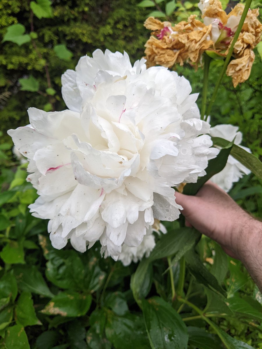 troubletown's tweet photo. My peonies had a tough time this year https://t.co/XecvCL6wli