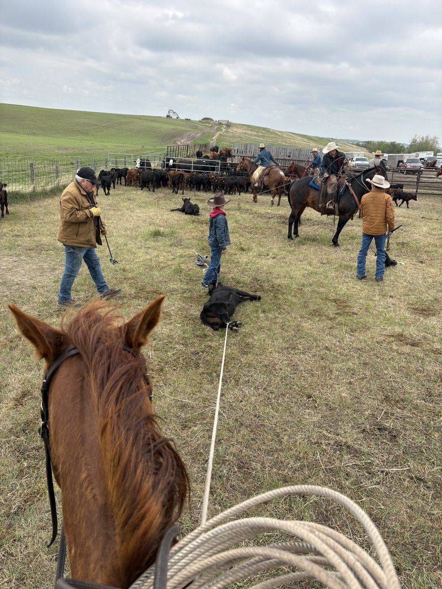crazyrancher13's tweet image. Hard to beat a branding day. 🤠