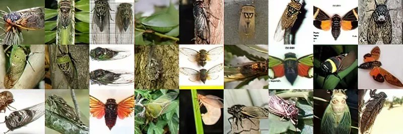 Happy International Day for Biological Diversity on behalf of the 3000 or so cicada species found around the world!

un.org/en/observances…