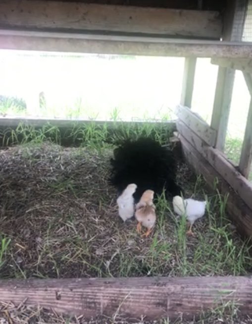 BEGGED my friend <a href="/JiveJoel/">Joé Toád</a> to name one of his chickens after me &amp; he finally got some new chicks &amp; named the brown one after me ofc 😭🤣

Say hello to Mimi JR 🐥✨