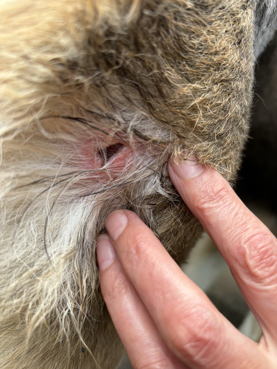 ‼️ warning nasty picture ‼️
Another day another vet bill 🤦🏼‍♀️
Poor moose was bitten by another dog on his walk. Vet didn’t want to stitch it in case it needs to drain so we’ve left with a course of antibiotics . 
Moose is ok in himself but a little subdued 💜