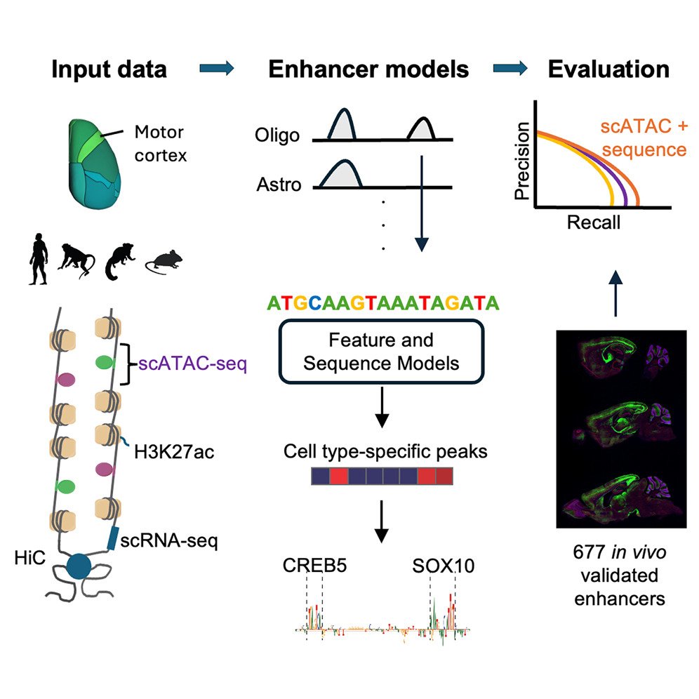 DailyHealthcareAI (@aipulserx) on Twitter photo Can machine learning approaches accurately predict which DNA sequences will function as cell-type-specific enhancers in the mammalian brain, and what computational features are most critical for this prediction?<a href="/CellGenomics/">Cell Genomics</a> <a href="/AllenInstitute/">Allen Institute</a>
"Evaluating methods for the Can machine learning approaches accurately predict which DNA sequences will function as cell-type-specific enhancers in the mammalian brain, and what computational features are most critical for this prediction?<a href="/CellGenomics/">Cell Genomics</a> <a href="/AllenInstitute/">Allen Institute</a>
"Evaluating methods for the