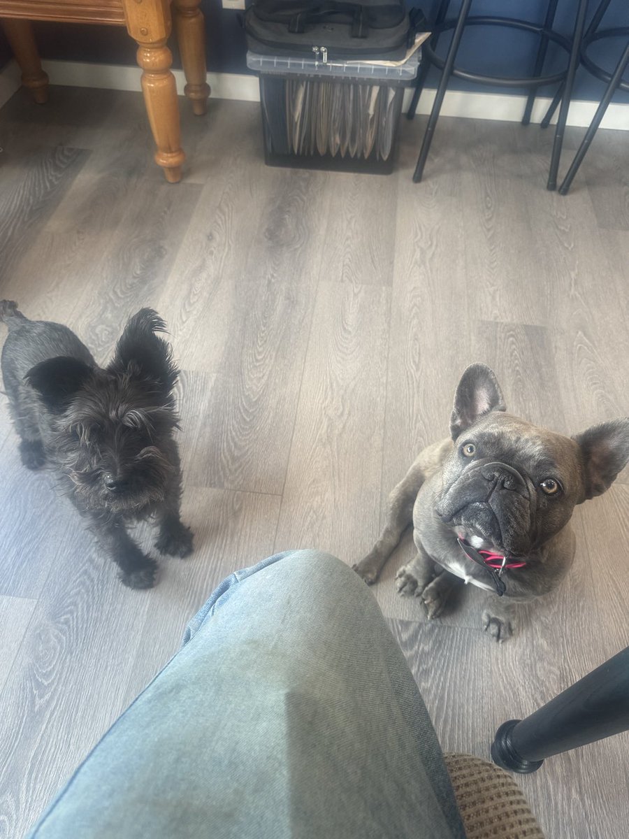 The dogs know who is the weakest link at the lunch table…