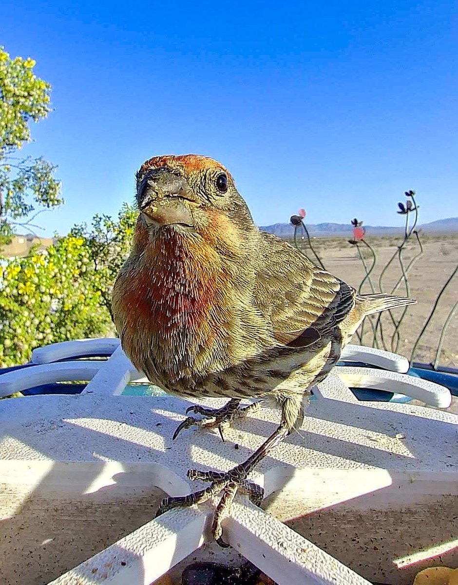 ronnieruff's tweet image. Afternoon bird #TimelineCleanse 
#BirdsOfTwitter