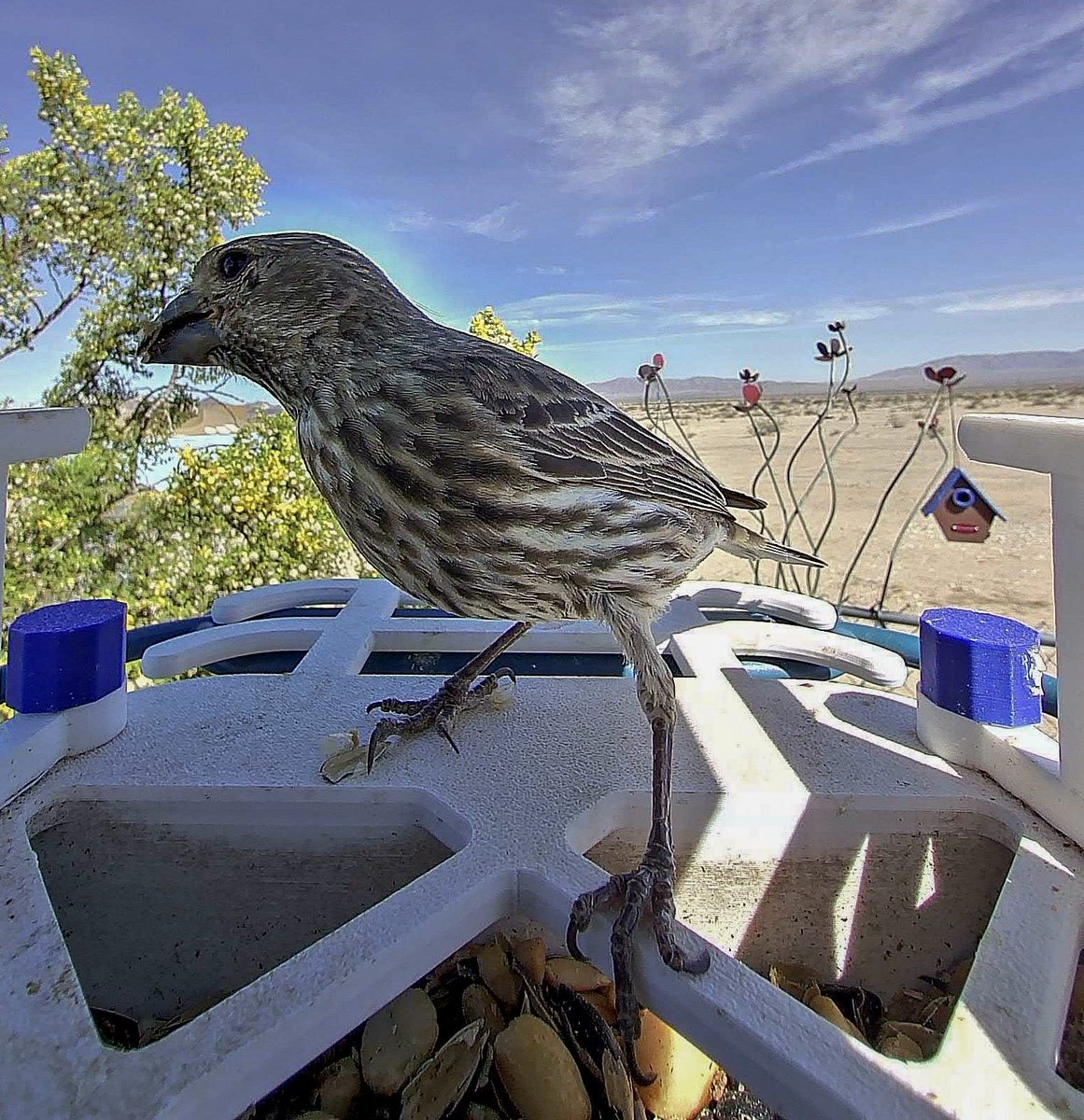 ronnieruff's tweet image. Afternoon bird #TimelineCleanse 
#BirdsOfTwitter