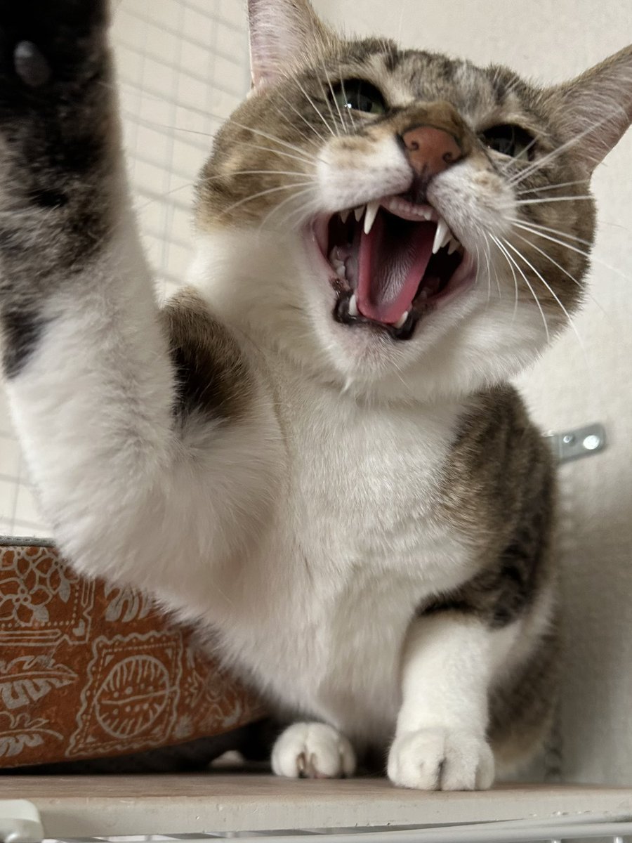 tortoiseshell_9's tweet image. そんな怒らないでよお (ごめんなさい)