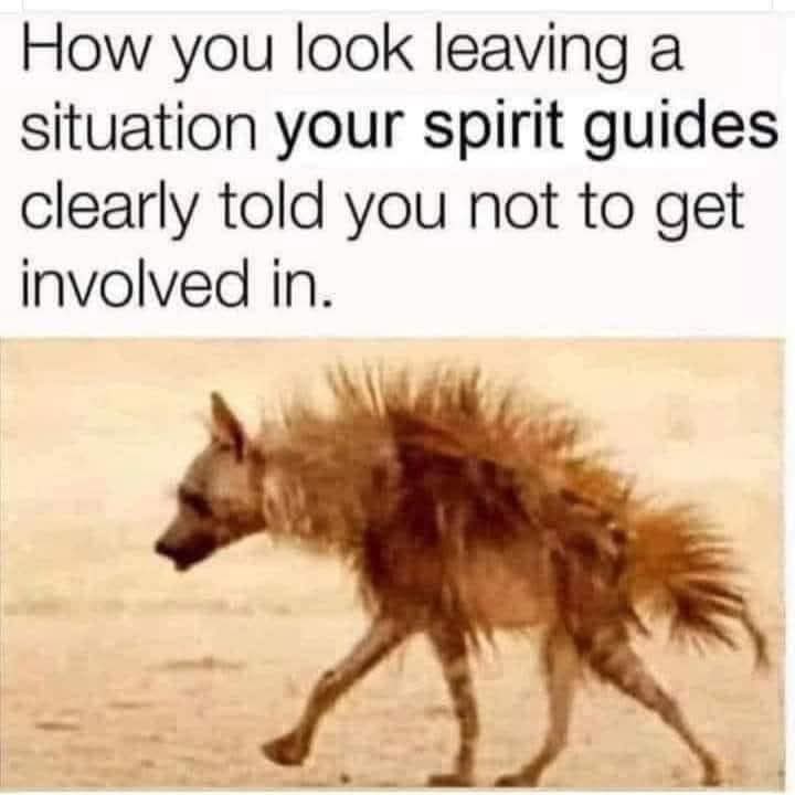 Neilfan12's tweet image. 🦮😳 #Ignore #SpiritGuide #Frazzled 😳🦮