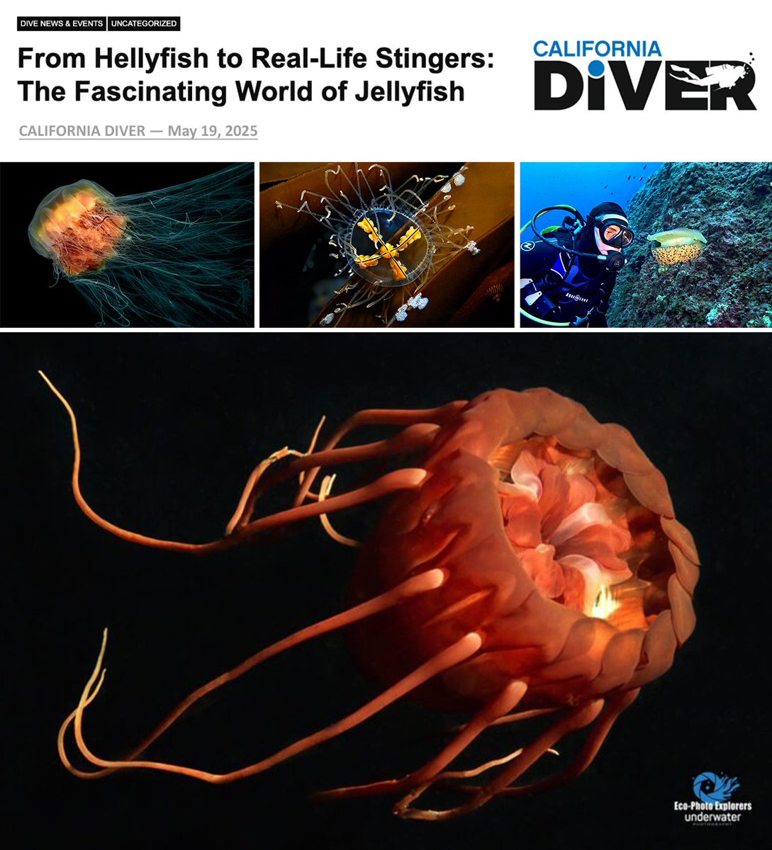 EPEDivers's tweet photo. Our latest published article can be viewed in California Diver Magazine - "From Hellyfish to Real-Life Stingers: The Fascinating World of Jellyfish."

Read article:
https://t.co/SQyKA5eyZa

https://t.co/xJC8M0FUze

Subscribe to California Diver Magazine:
https://t.co/R7wXMfq6zy https://t.co/gUDQ3KFrmm