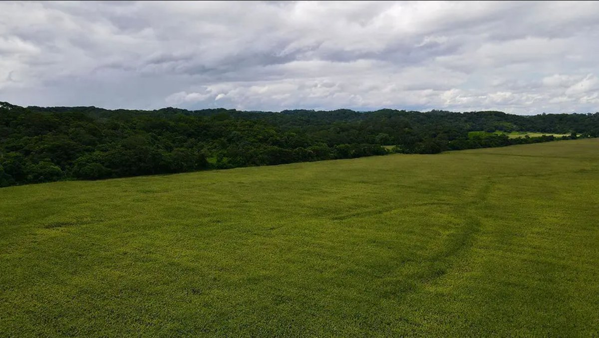 🔵 #GrupoFides | #ANF La Fundación TIERRA informa que la ABT otorgó permisos de quema y desmonte, en los últimos años, a nombre del hijo del mandatario Rafael Arce Mosqueira.