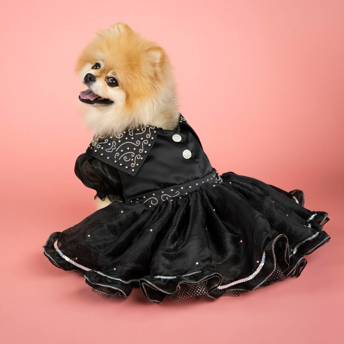 Doggy Parton tweet media